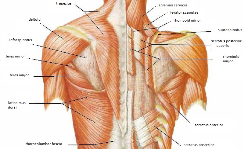 Back Muscle Diagrams Labeled Levator Scapulae Healing Healthy The Best Porn Website